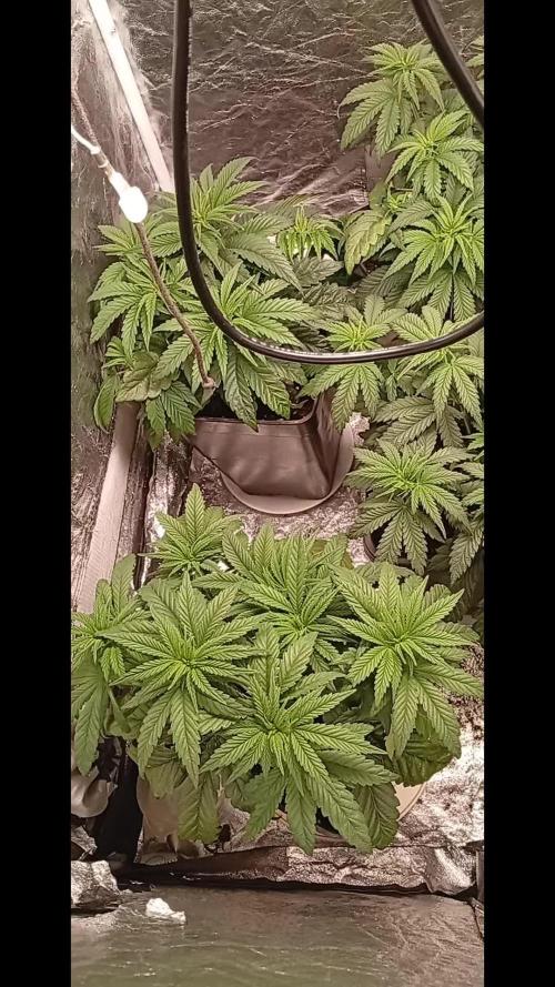 Ghost Train Haze cultivo 6