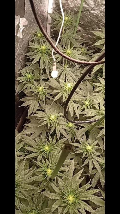 Ghost Train Haze  cultivo 6