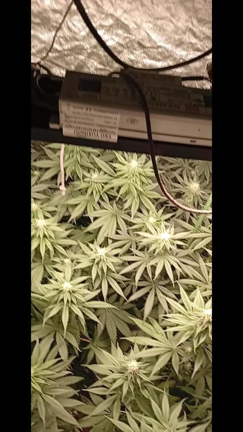 Ghost Train Haze  cultivo 6