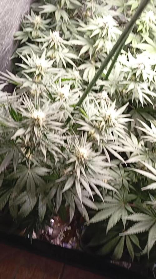 Ghost Train Haze cultivo 6