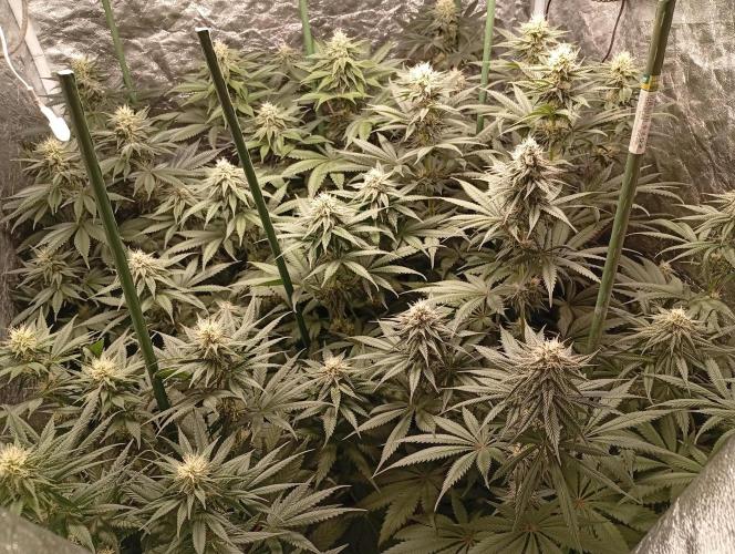 Ghost Train Haze  cultivo 6. Week 11