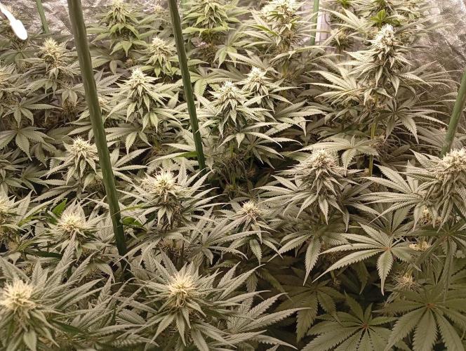 Ghost Train Haze  cultivo 6. Week 11