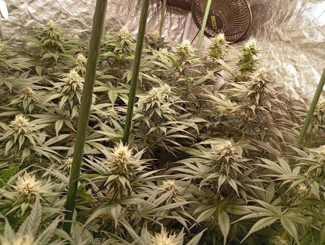 Ghost Train Haze  cultivo 6. Week 11