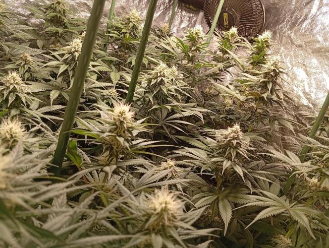 Ghost Train Haze  cultivo 6. Week 11