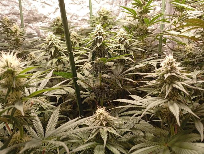 Ghost Train Haze  cultivo 6. Week 11