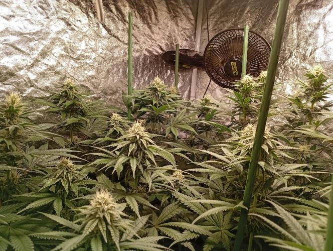 Ghost Train Haze  cultivo 6. Week 11