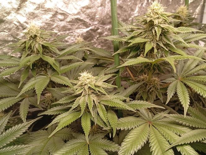 Ghost Train Haze  cultivo 6. Week 11