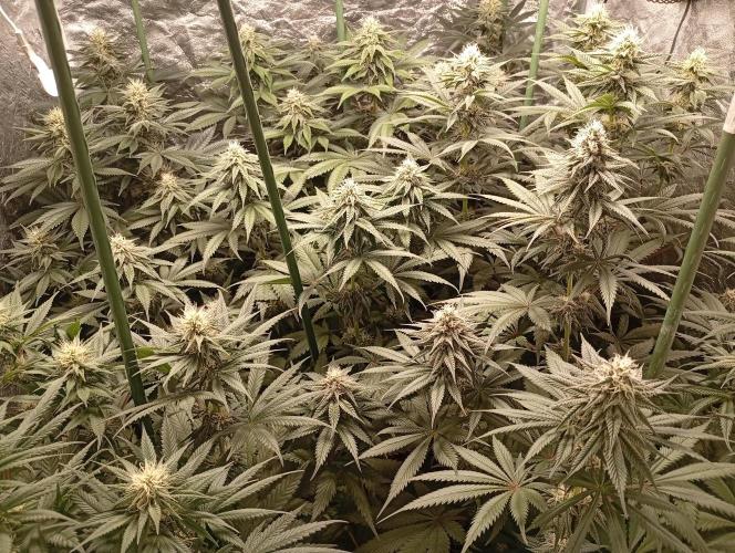 Ghost Train Haze  cultivo 6. Week 11