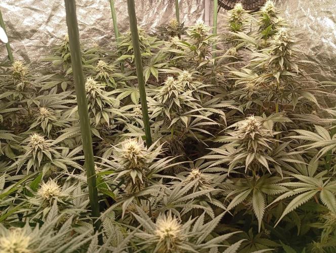 Ghost Train Haze  cultivo 6. Week 11