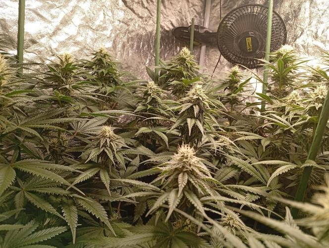 Ghost Train Haze  cultivo 6. Week 11