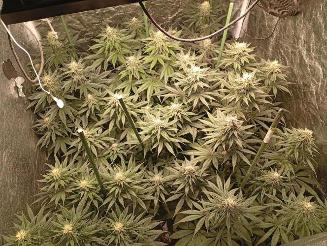 Ghost Train Haze  cultivo 6. Week 11