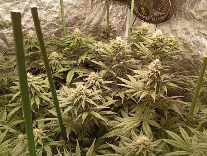 Ghost Train Haze  cultivo 6. Week 11