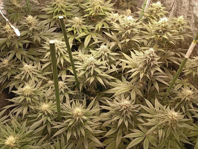 Ghost Train Haze  cultivo 6. Week 11