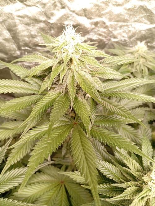 Ghost Train Haze  cultivo 6. Week 11