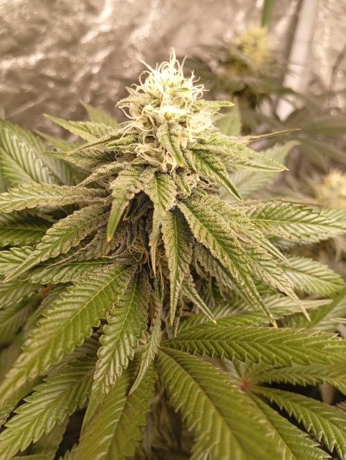 Ghost Train Haze  cultivo 6. Week 11