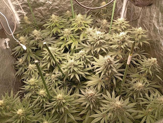 Ghost Train Haze  cultivo 6. Week 11