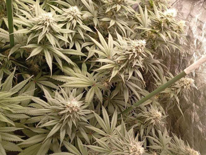 Ghost Train Haze  cultivo 6. Week 11
