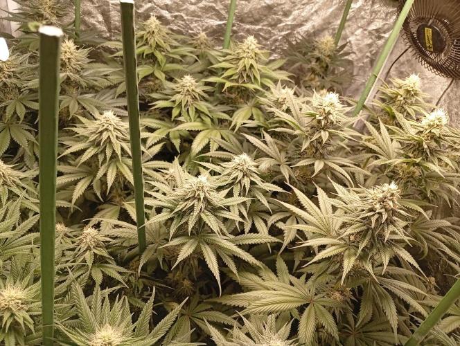 Ghost Train Haze  cultivo 6. Week 11