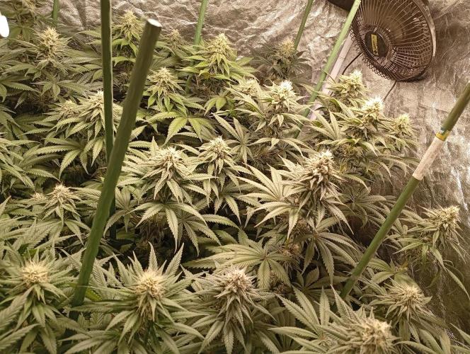 Ghost Train Haze  cultivo 6. Week 11