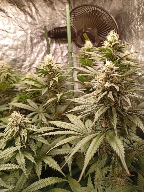 Ghost Train Haze  cultivo 6. Week 11