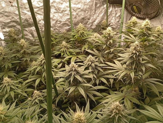 Ghost Train Haze  cultivo 6. Week 11