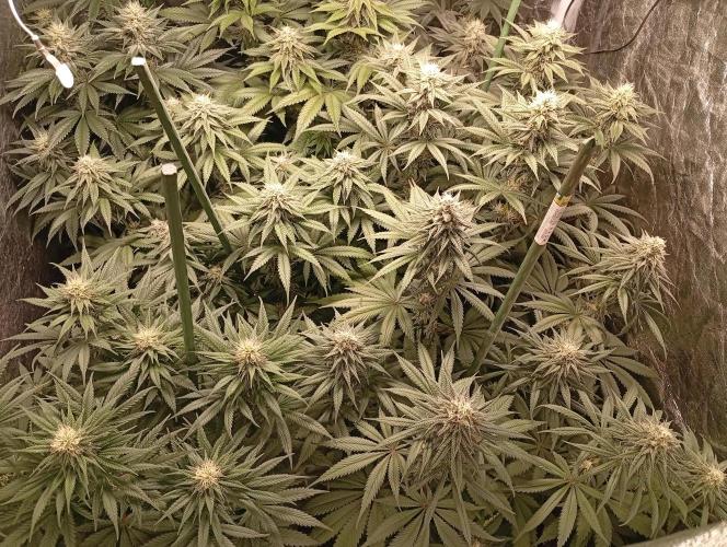 Ghost Train Haze  cultivo 6. Week 11