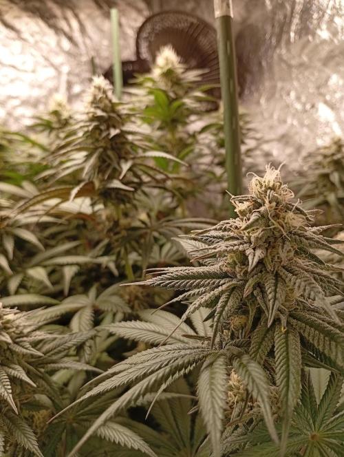 Ghost Train Haze  cultivo 6. Week 11