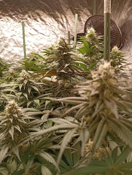Ghost Train Haze  cultivo 6. Week 11