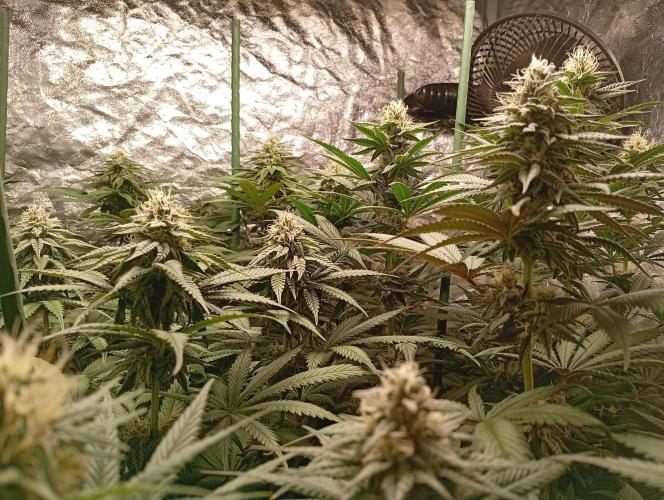 Ghost Train Haze  cultivo 6. Week 11