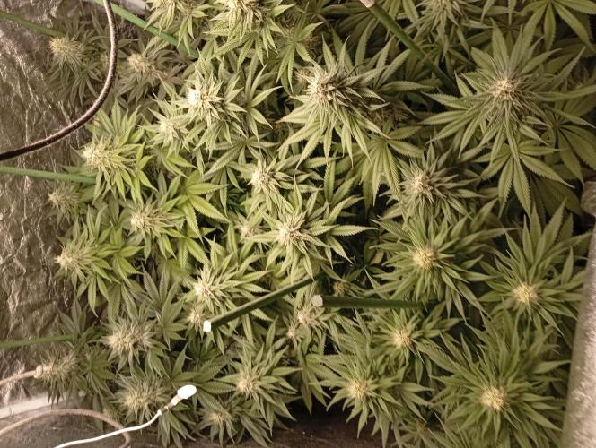 Ghost Train Haze  cultivo 6. Week 11