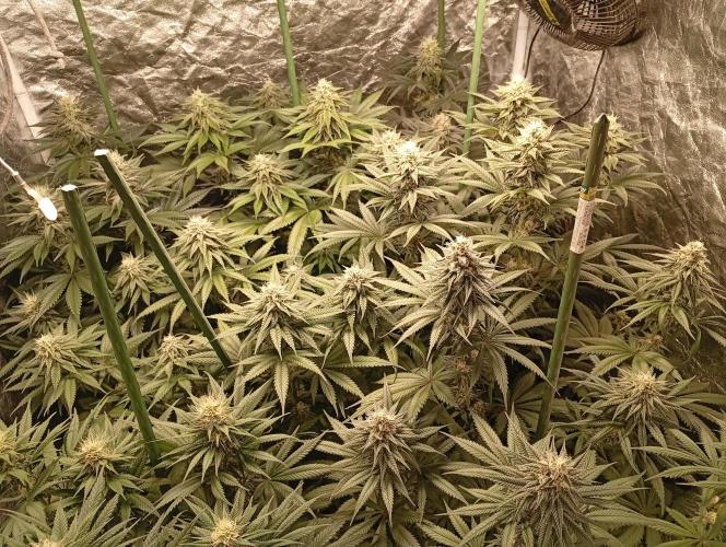 Ghost Train Haze  cultivo 6. Week 11