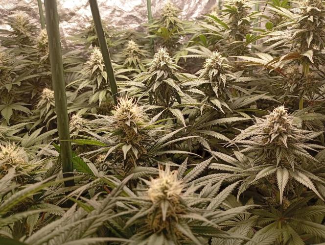 Ghost Train Haze  cultivo 6. Week 11