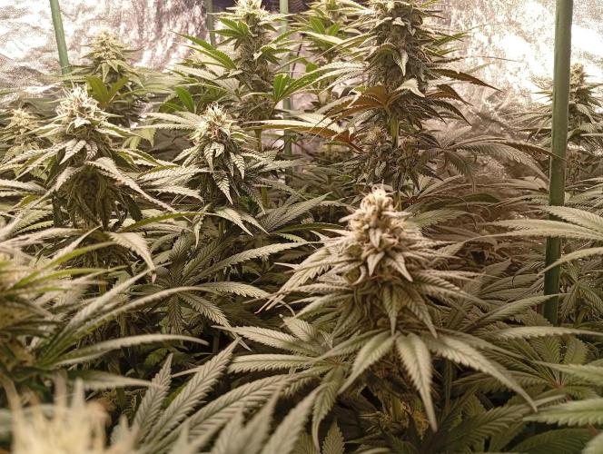 Ghost Train Haze  cultivo 6. Week 11