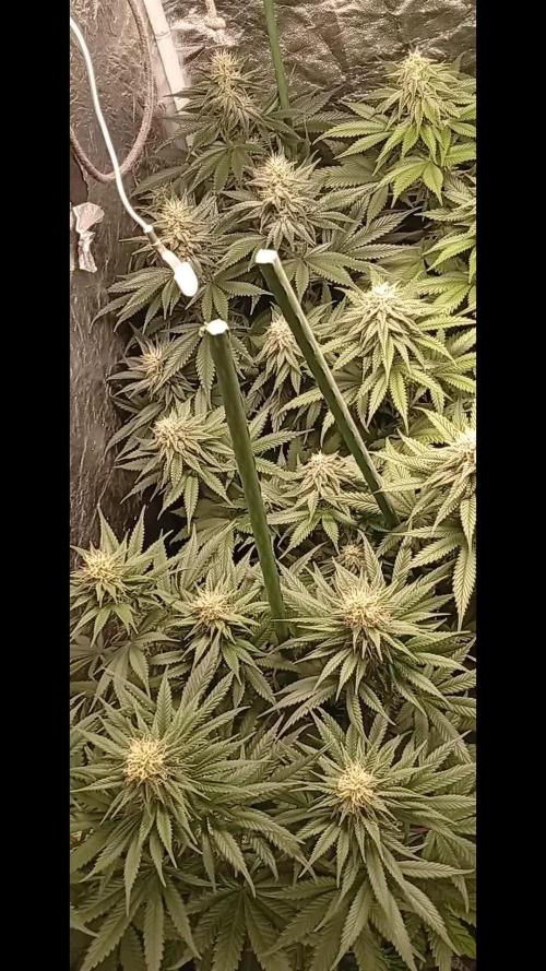 Ghost Train Haze  cultivo 6