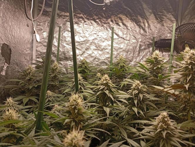 Ghost Train Haze  cultivo 6. Week 11