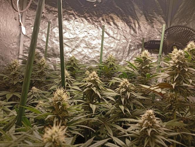 Ghost Train Haze  cultivo 6. Week 11