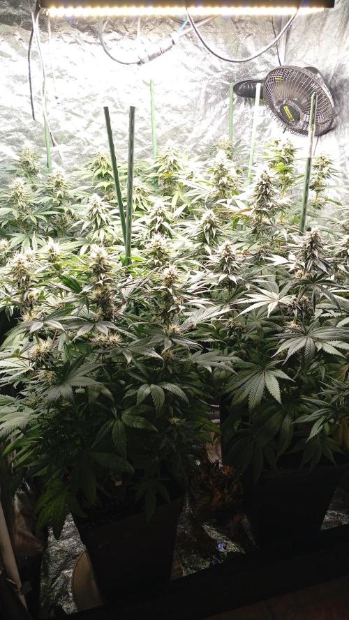 Ghost Train Haze  cultivo 6. Week 11