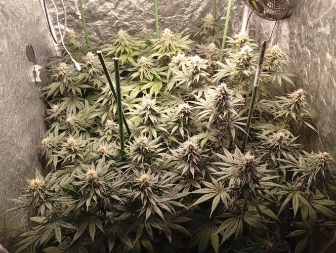 Ghost Train Haze  cultivo 6. Week 11