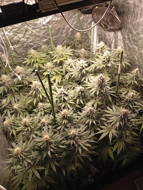 Ghost Train Haze  cultivo 6. Week 11