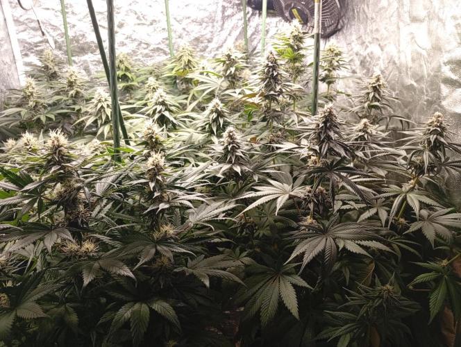 Ghost Train Haze  cultivo 6. Week 11