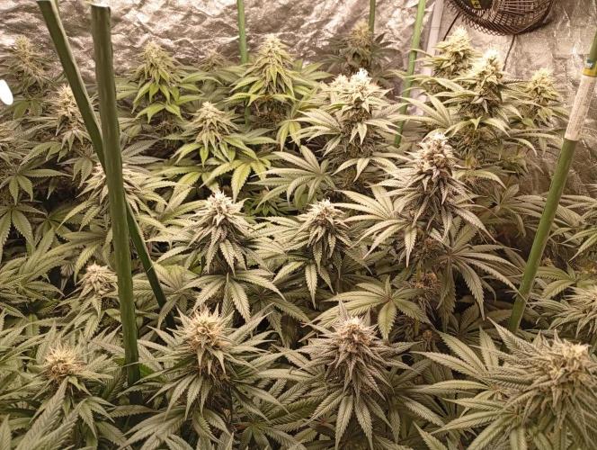Ghost Train Haze  cultivo 6. Week 11