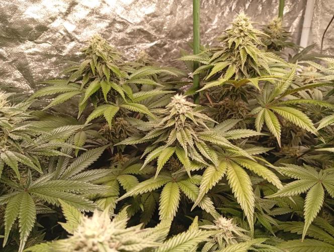 Ghost Train Haze  cultivo 6. Week 11