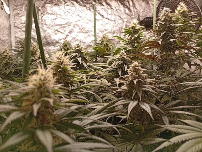 Ghost Train Haze  cultivo 6. Week 11