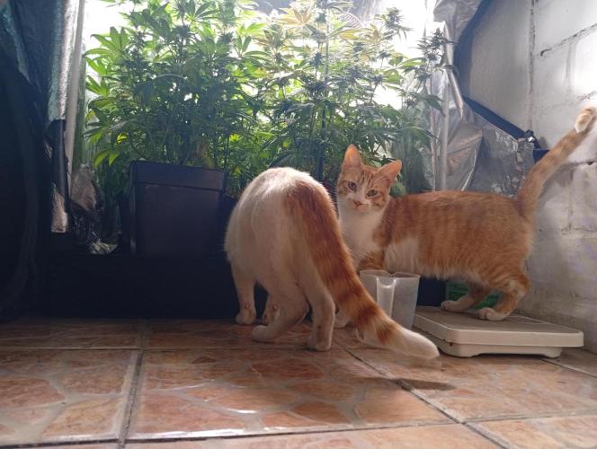 Ghost Train Haze  cultivo 6. Week 11