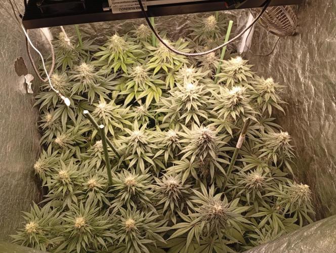 Ghost Train Haze  cultivo 6. Week 12