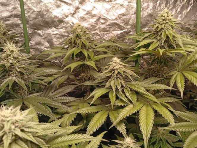 Ghost Train Haze  cultivo 6. Week 12