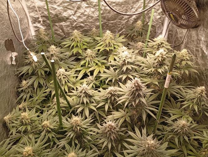 Ghost Train Haze  cultivo 6. Week 12