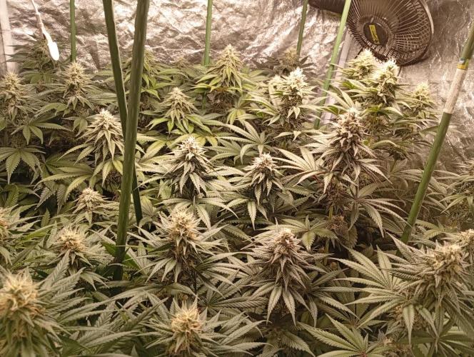 Ghost Train Haze  cultivo 6. Week 12