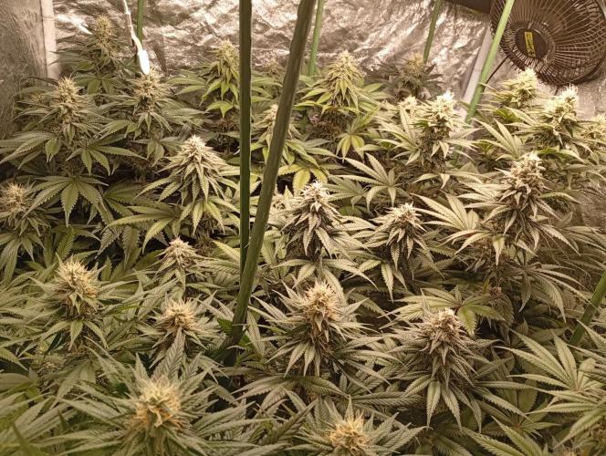 Ghost Train Haze  cultivo 6. Week 12