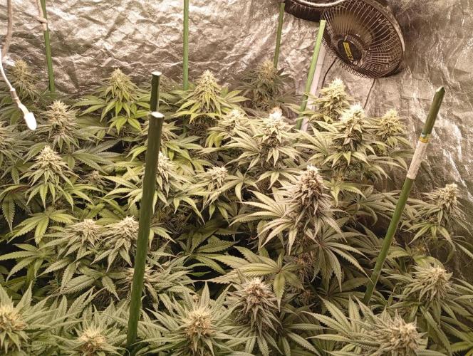 Ghost Train Haze  cultivo 6. Week 12